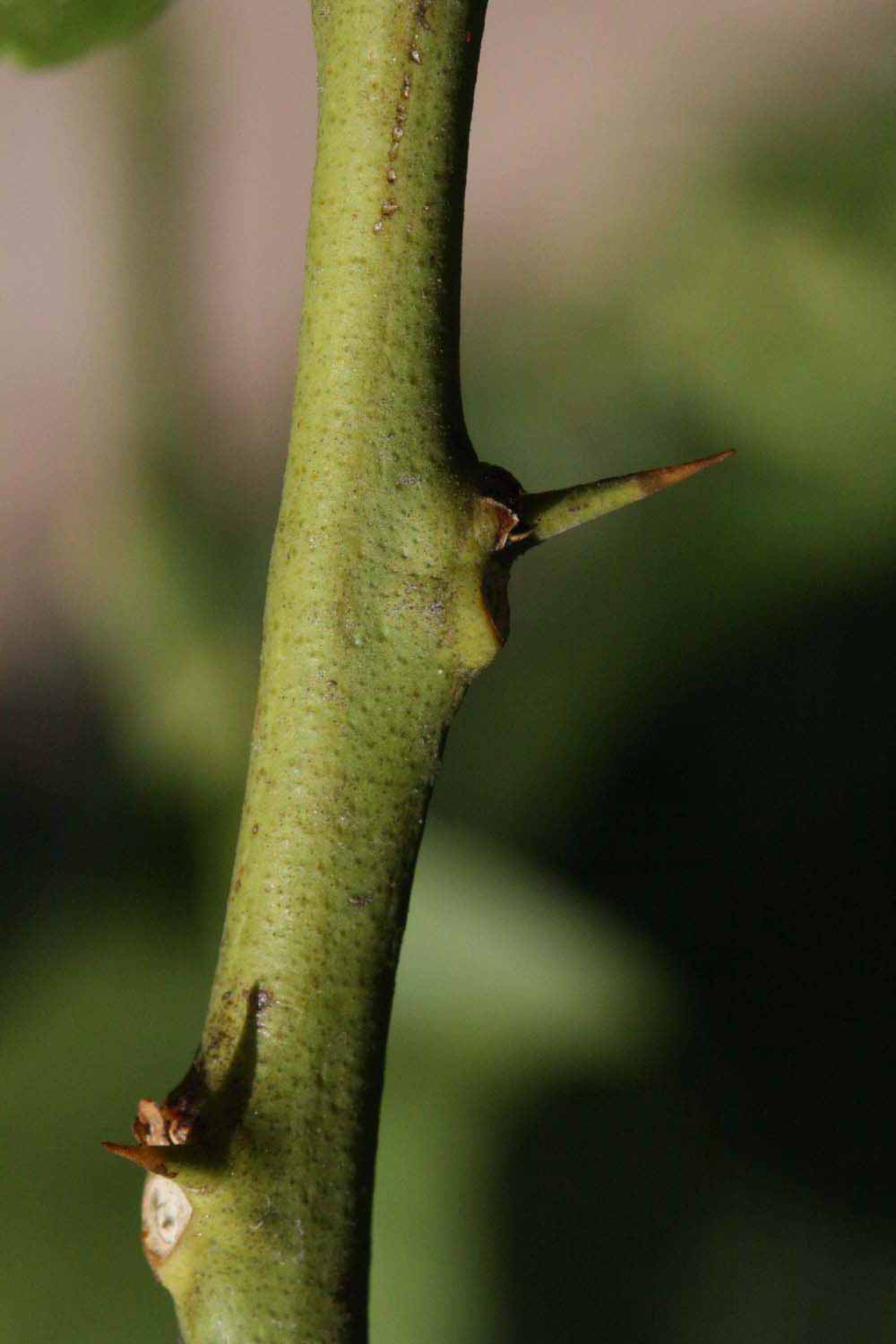              First year twig (Riverside, CA)       